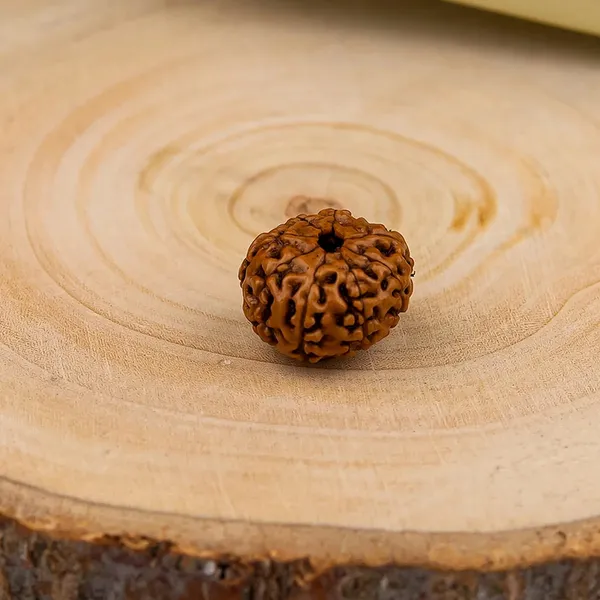 Brown_Natural_Rudraksha_Bead