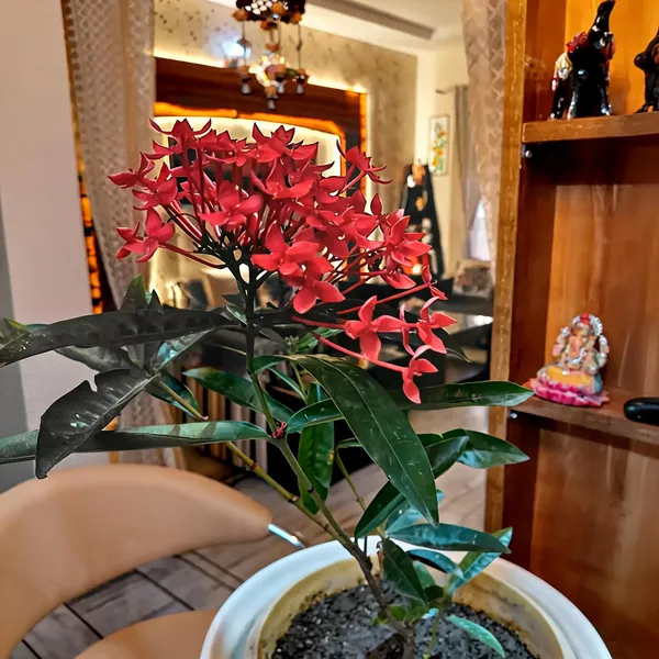 Ixora_Coccinea