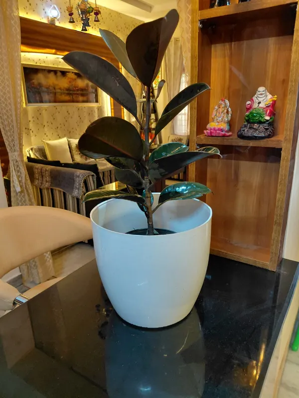 Black_Prince_Rubber(Ficus_elastica)