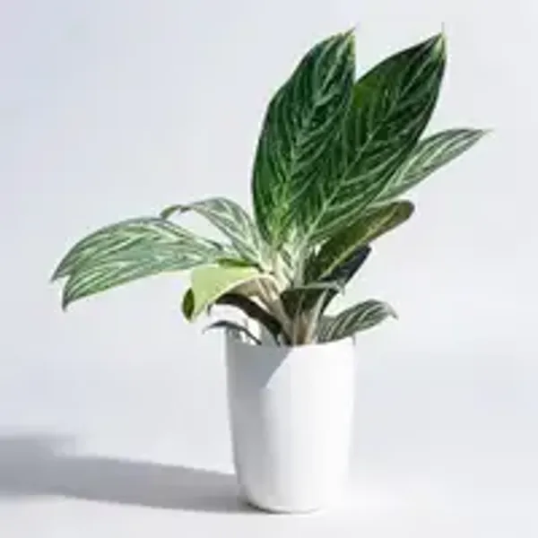 Aglaonema_Butterfly