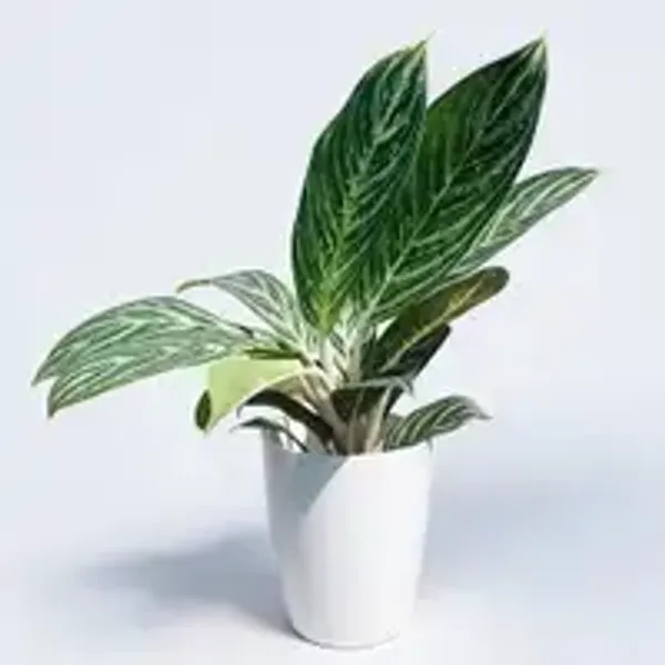 Aglaonema_Butterfly