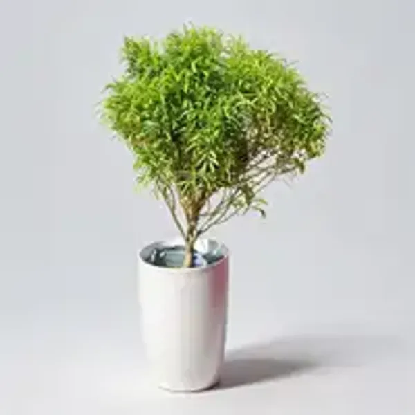 Aralia_Golden