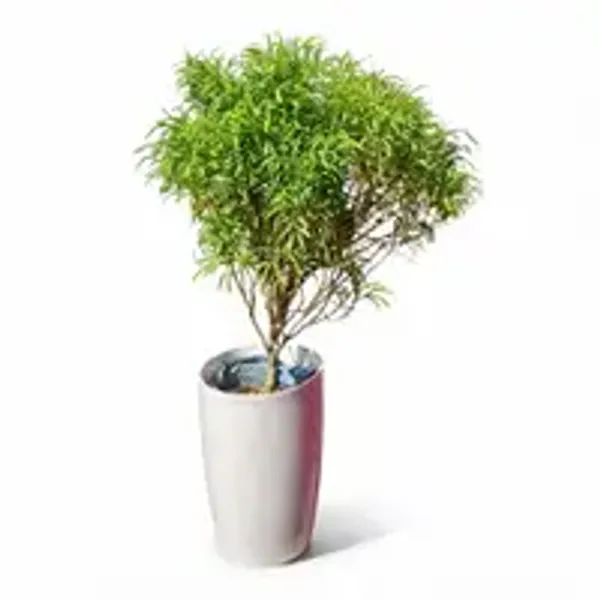 Aralia_Golden
