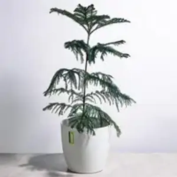Araucaria_heterophylla