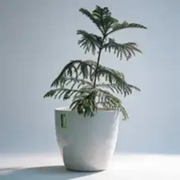 Araucaria_heterophylla