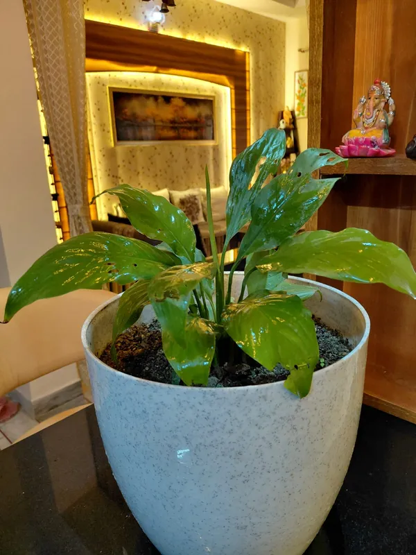 Peace_Lily(Spathiphyllum_Sensation)