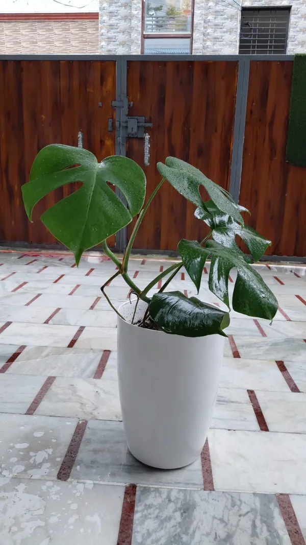 Monstera_Deliciosa