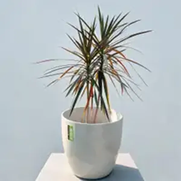 Dracaena_marginata
