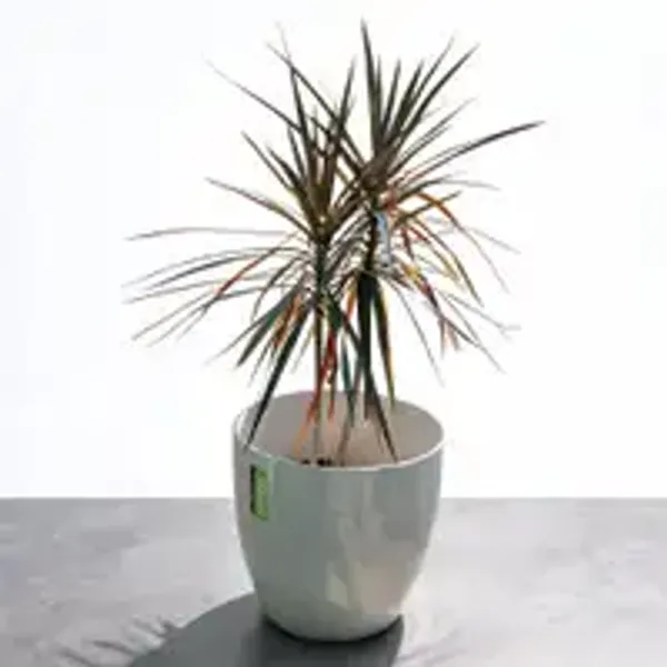 Dracaena_marginata