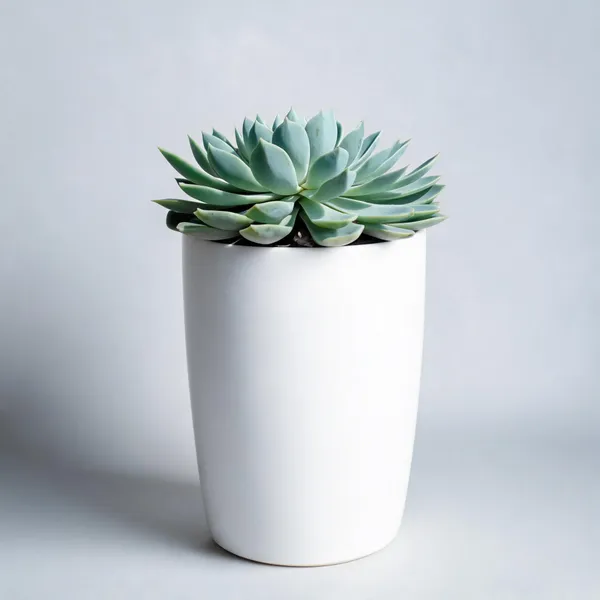 Dudleya_brittonii