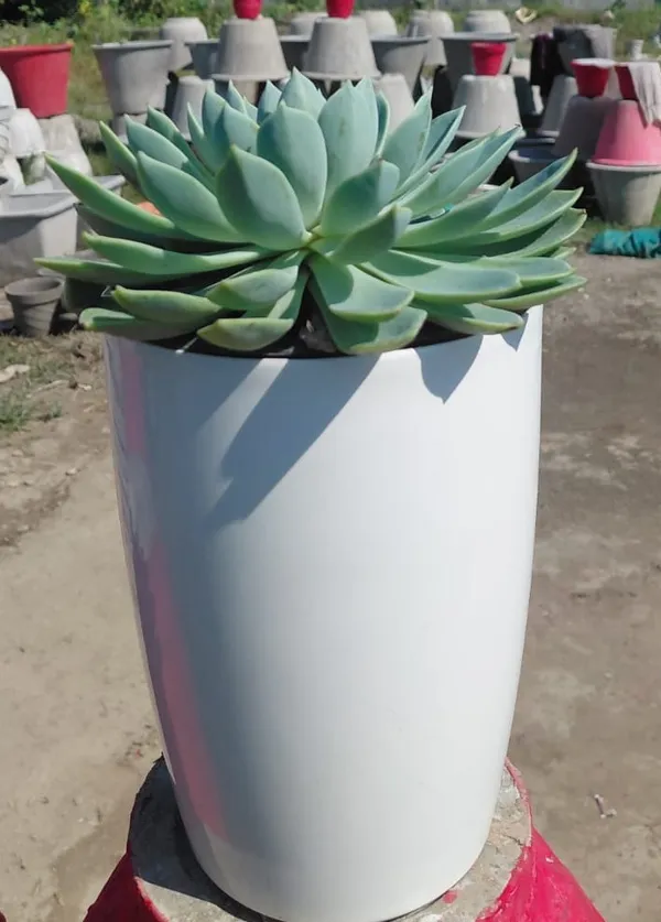 Dudleya_brittonii