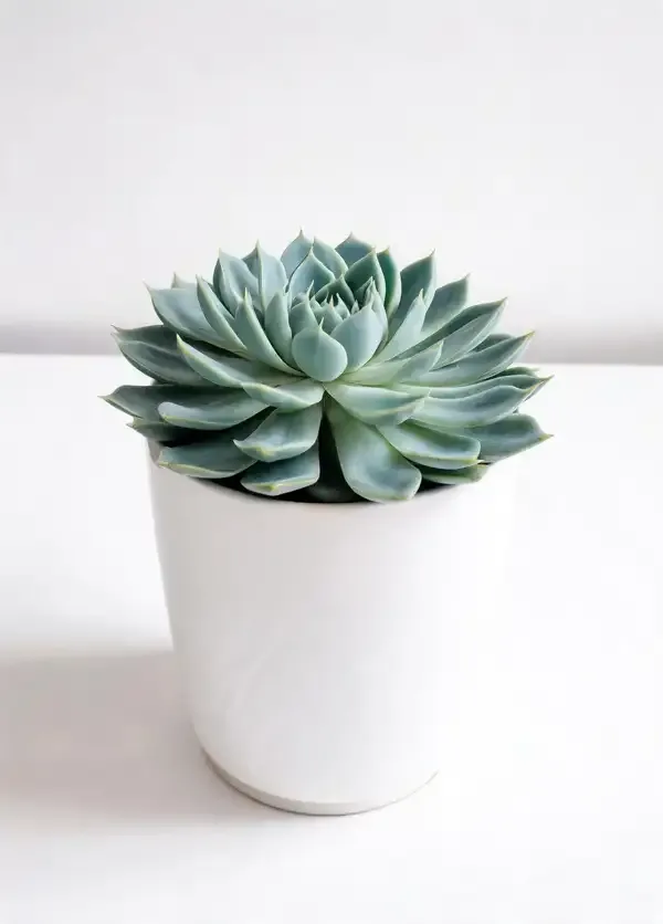 Dudleya_brittonii