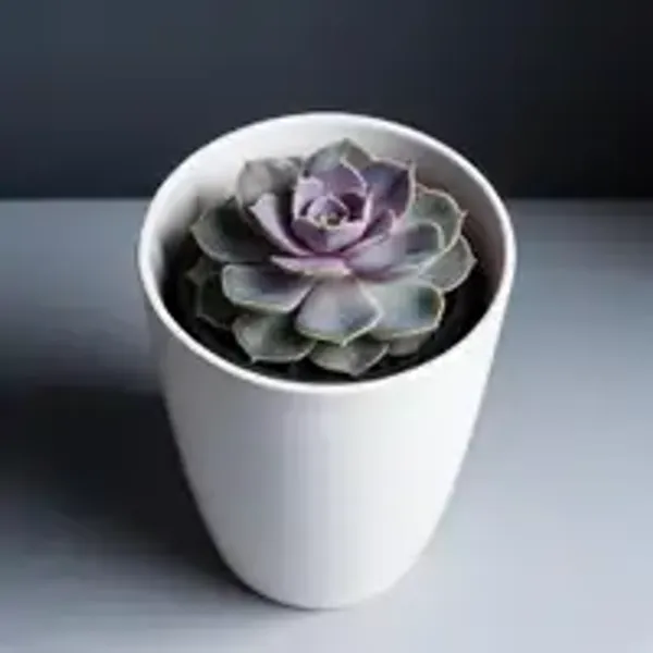 Echeveria_Purple_Pearl