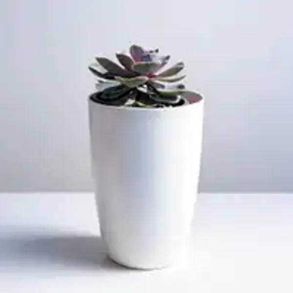 Echeveria_Purple_Pearl