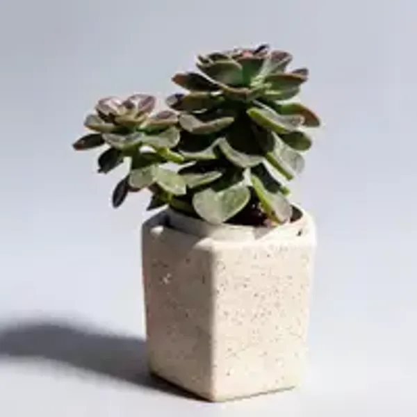 Echeveria_chroma