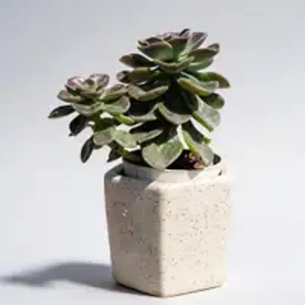 Echeveria_chroma