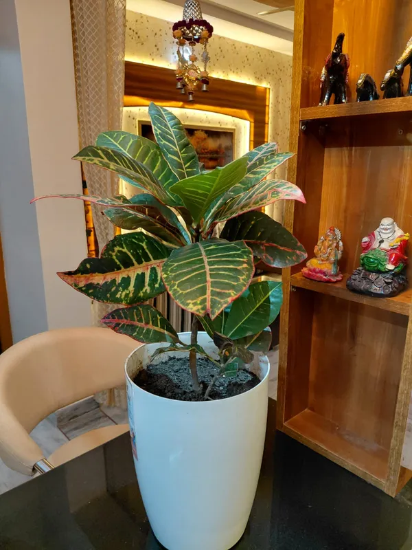 Patra_croton