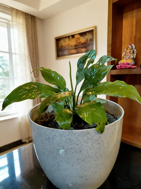Peace_Lily_(Spathiphyllum_Sensation)