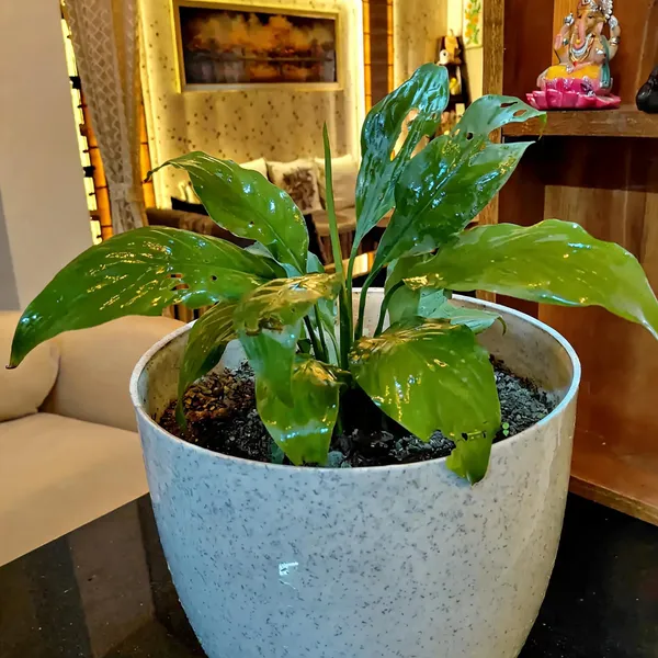 Peace_Lily_(Spathiphyllum_Sensation)