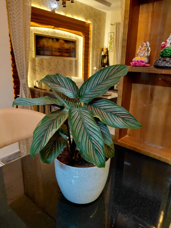 Calathea_ornata(pinstipe_calathea)