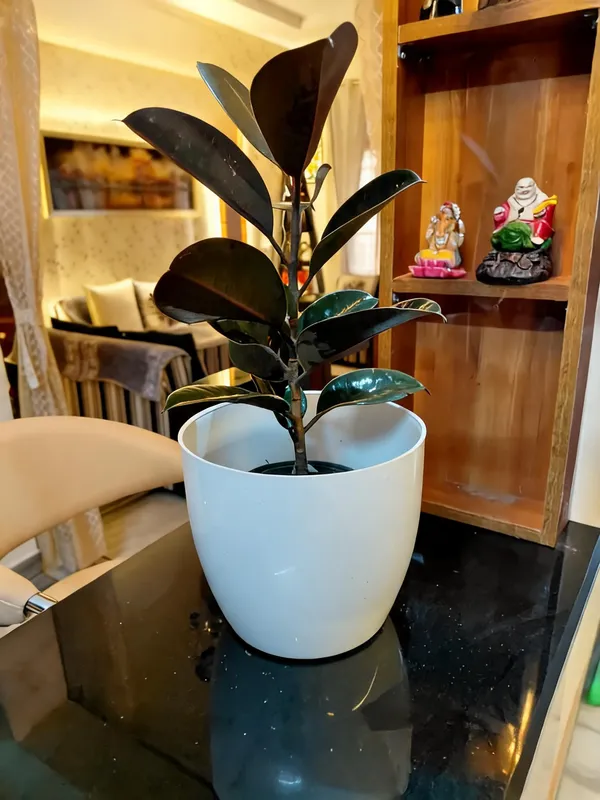 Black_Prince_Rubber_(Ficus_Elastica)