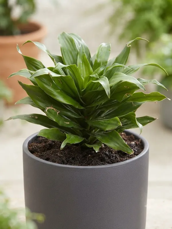 Dracaena_compacta