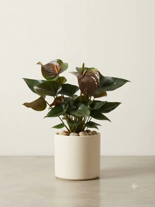 Anthurium_chocolate