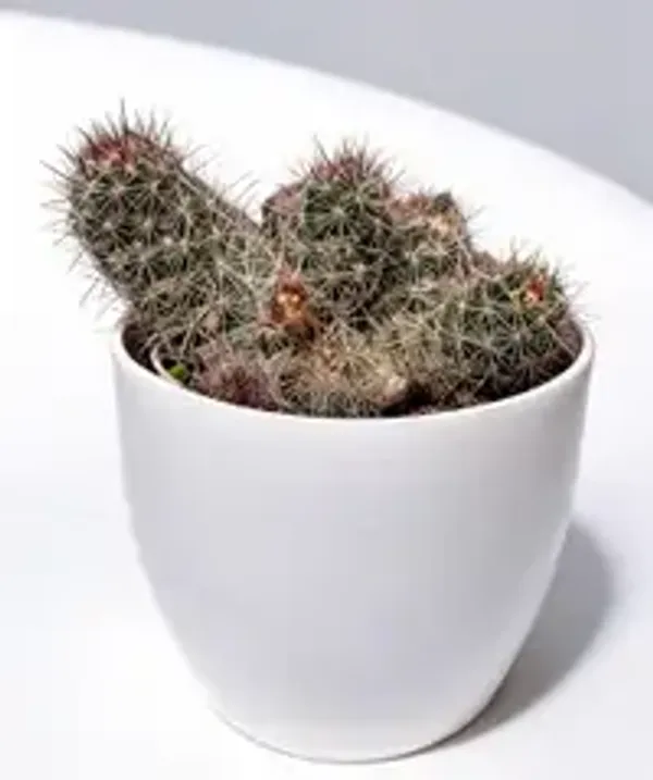 Mammillaria_Cacti