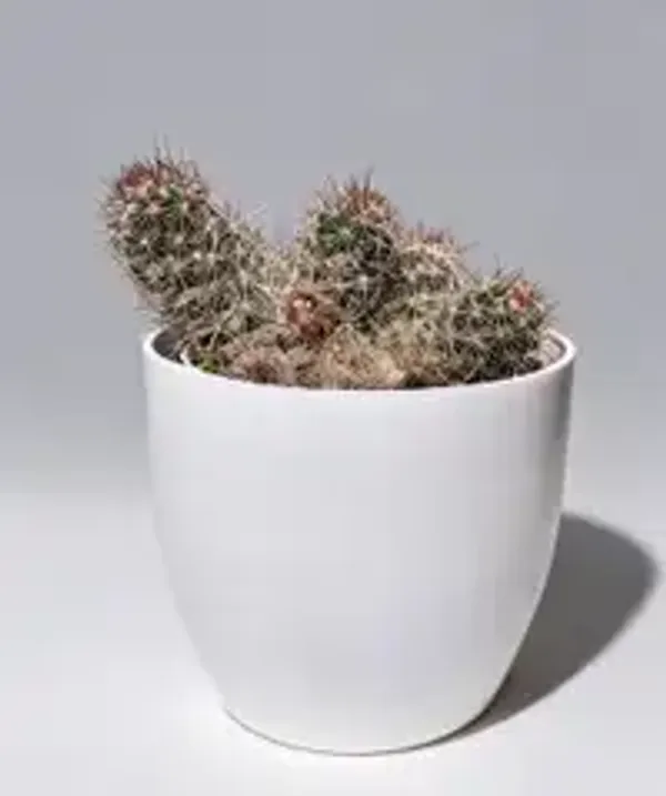 Mammillaria_Cacti