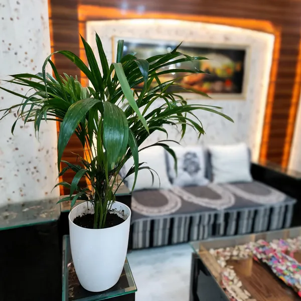 Arica_Palm_(Dypsis_Lutescens)