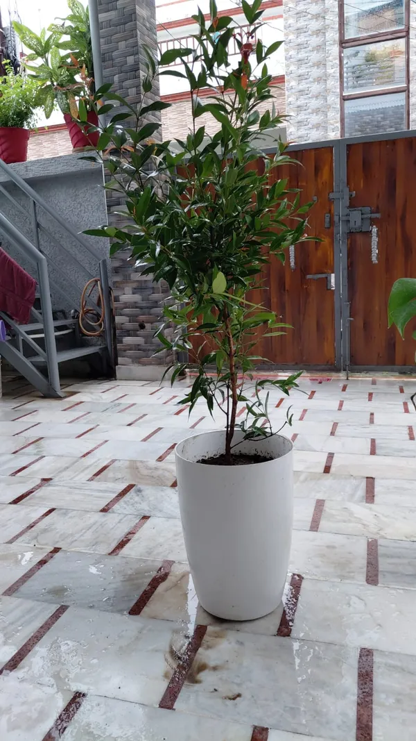 Red_Tip_Photinia