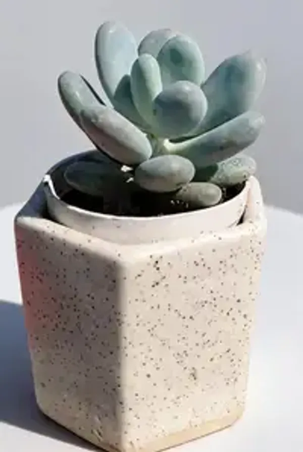 Pachyphytum_oviferum