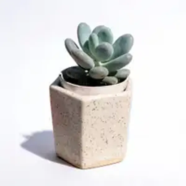 Pachyphytum_oviferum