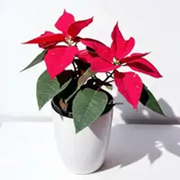 Poinsettia_Red