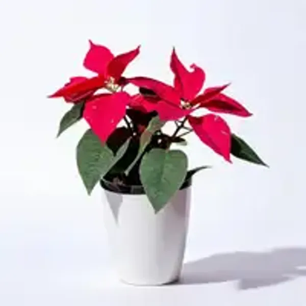 Poinsettia_Red