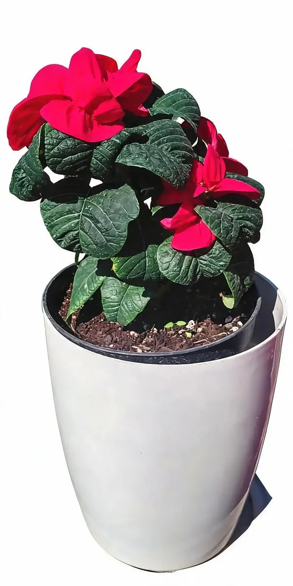 Poinsettia(Winter_Rose)