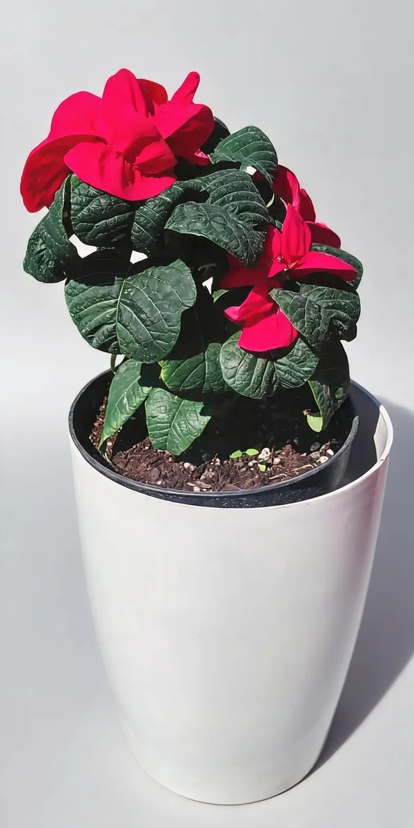 Poinsettia(Winter_Rose)