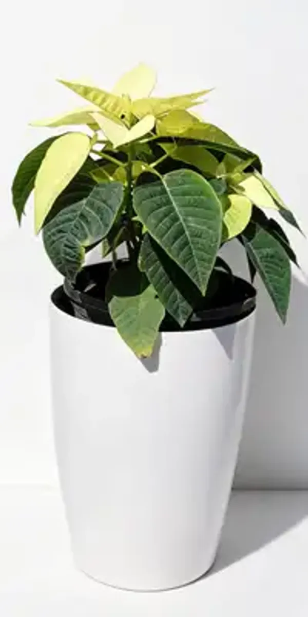 Poinsettia(Yellow)
