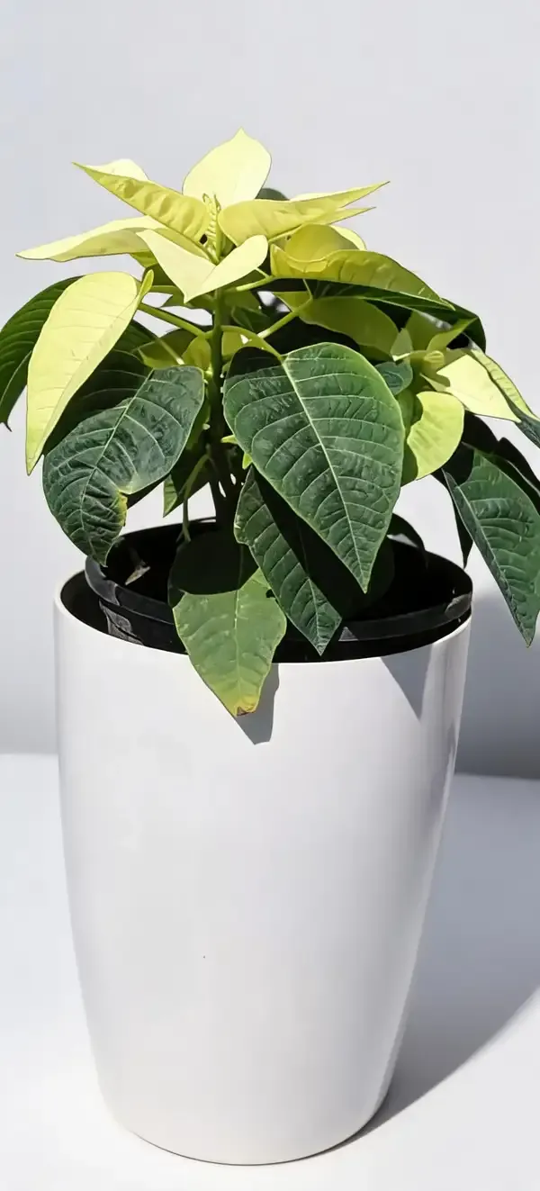 Poinsettia(Yellow)