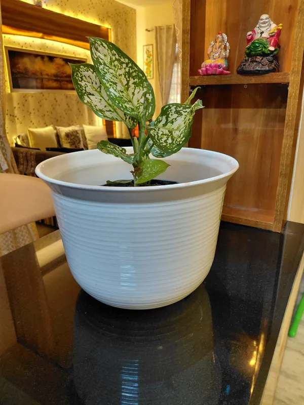 Aglaonema_Snow_White
