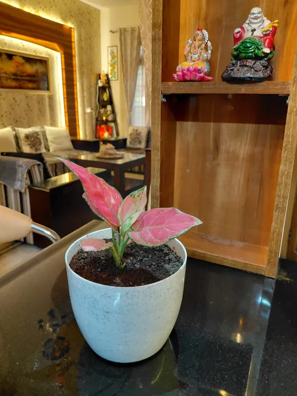 Aglaonema_Pink