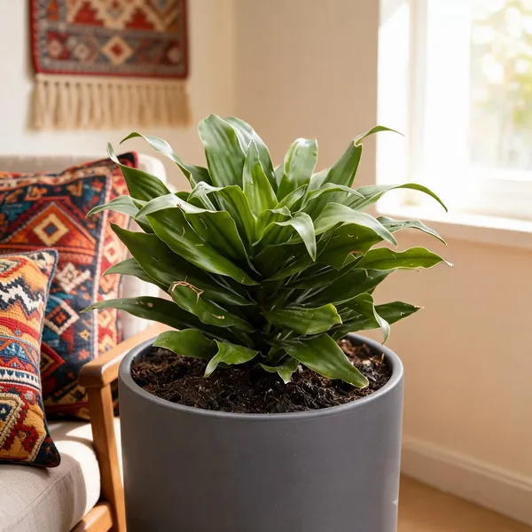 Dracaena_Compacta