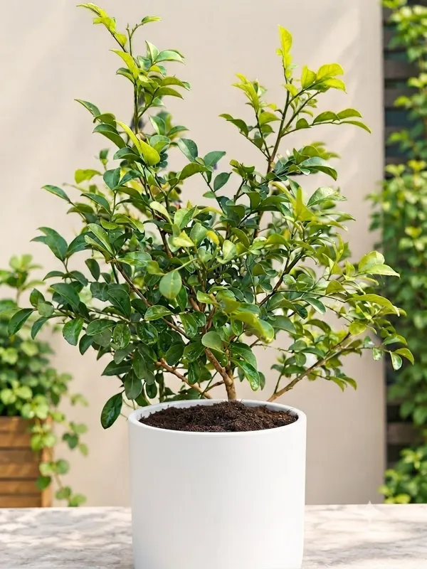 Madhu_kamini(Murraya_paniculata)