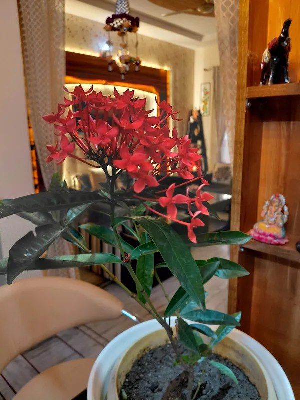 Ixora_coccinea