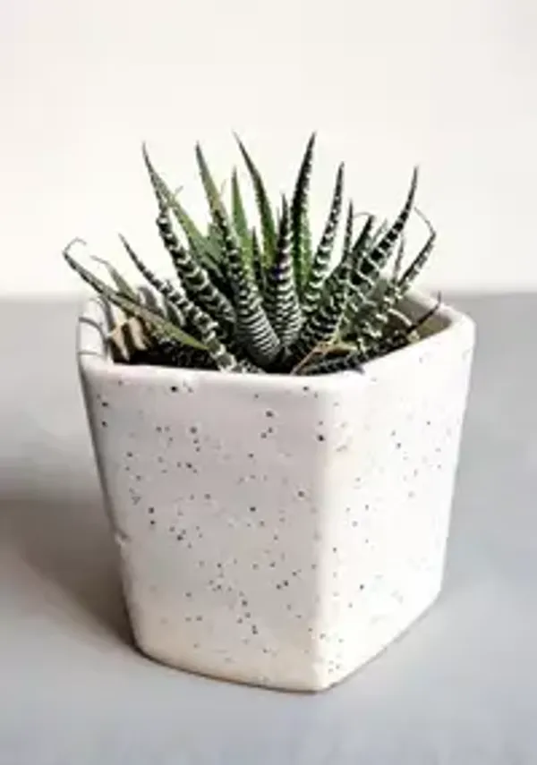Zebra_Haworthia