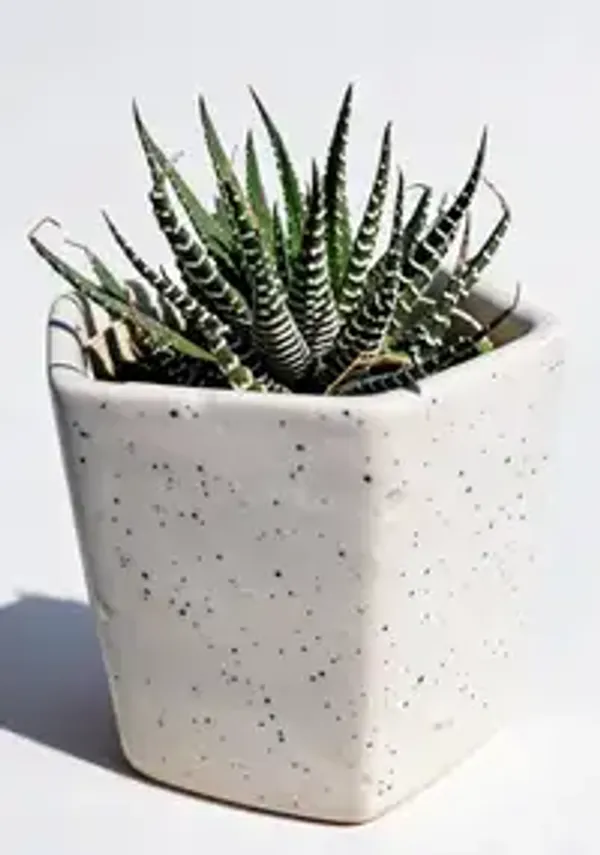 Zebra_Haworthia