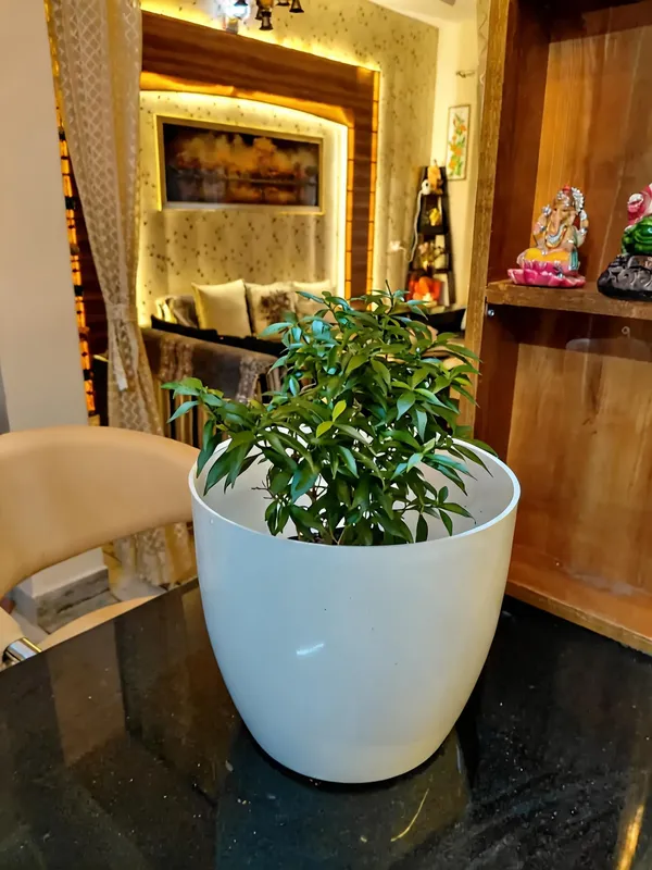Chhoti_Chandni_(Crepe_Jasmine)