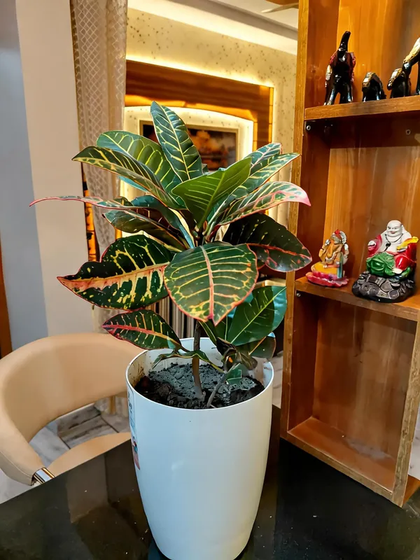 Patra_Croton
