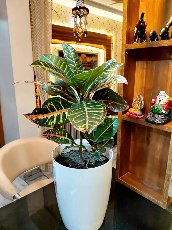 Patra_Croton