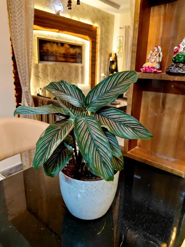 Calathea_Ornata_(Pinstipe_Calathea)